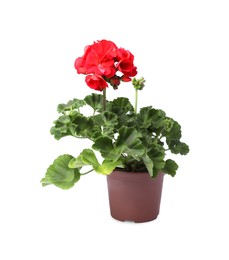 Photo of Beautiful blooming red geranium flower in pot isolated on white