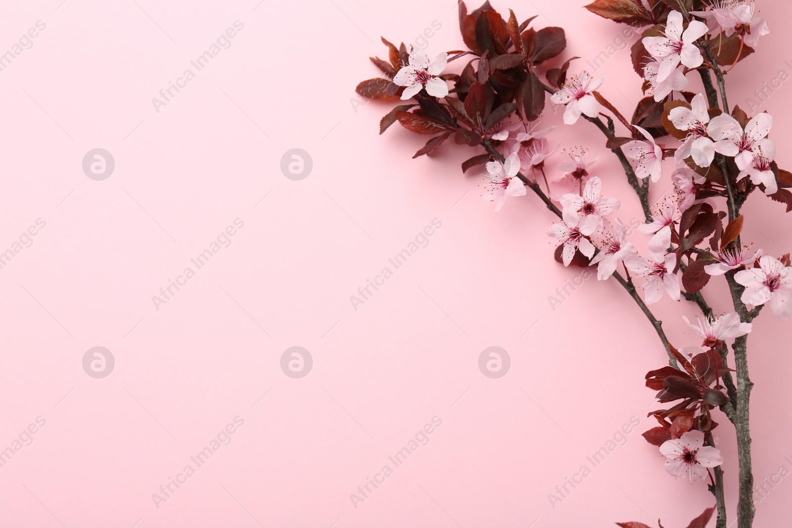 Photo of Spring tree branches with beautiful blossoms on pink background, top view. Space for text