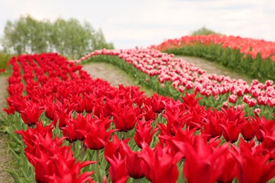 Photo of Beautiful red tulip flowers growing in field