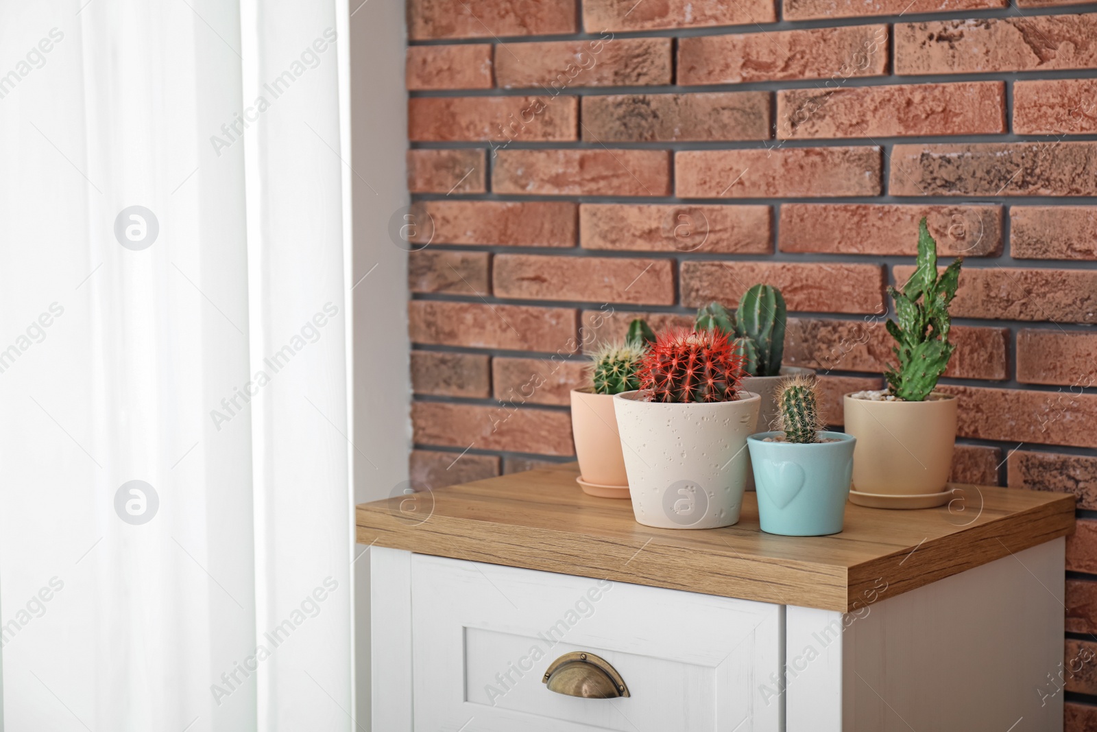 Photo of Beautiful cacti in flowerpots on chest of drawers near brick wall