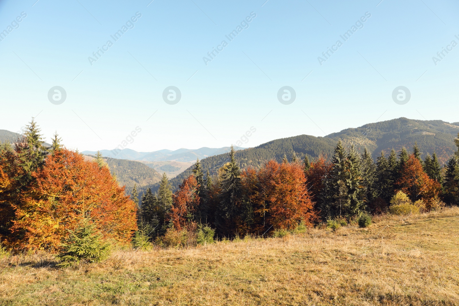 Photo of Picturesque view of beautiful mountain forest in autumn