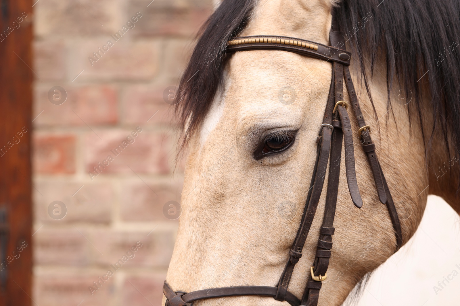 Photo of Adorable horse with bridles outdoors, closeup. Lovely domesticated pet