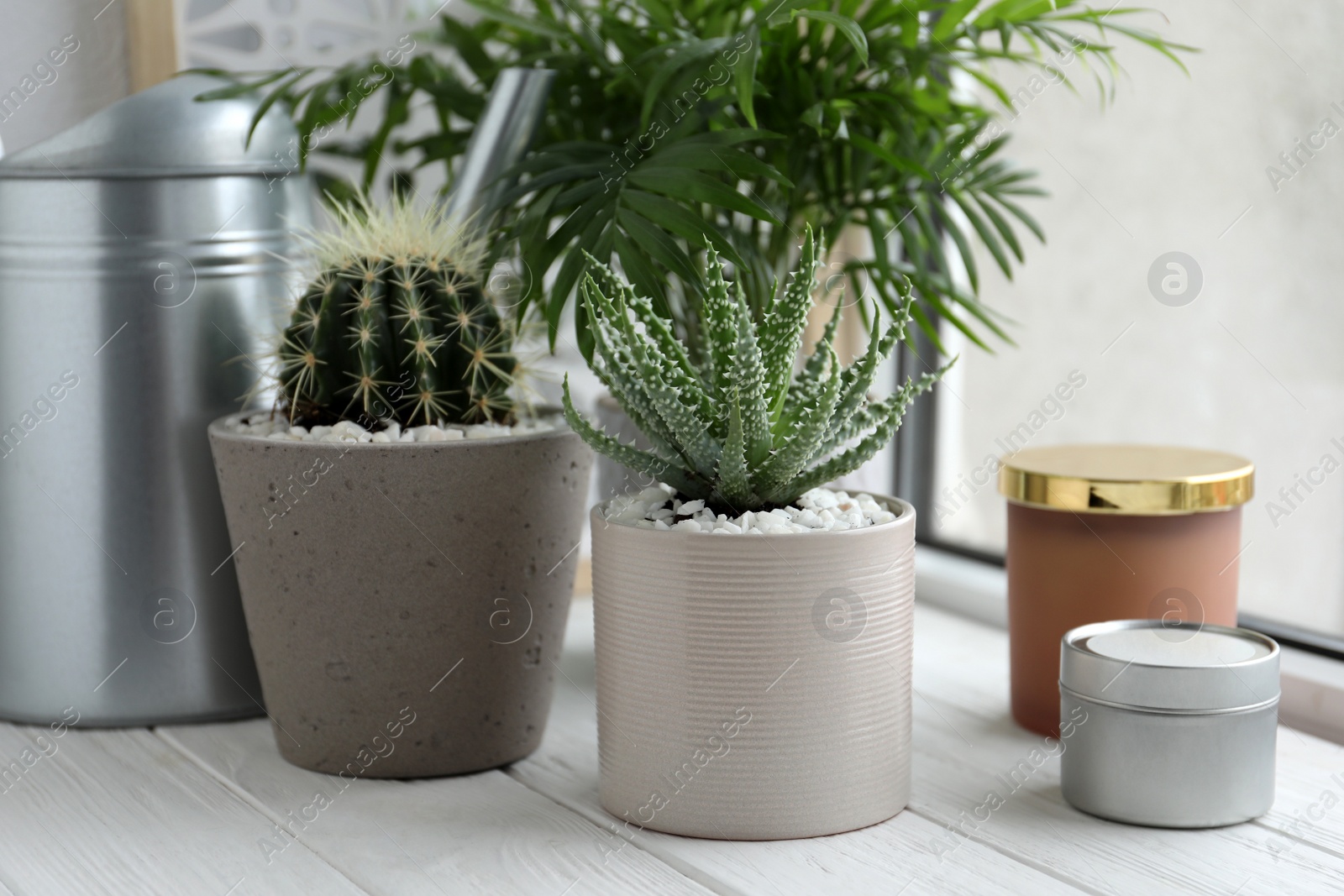 Photo of Beautiful Aloe, Cactus, Chamaedorea in pots with watering can and decor on white wooden windowsill. Different house plants