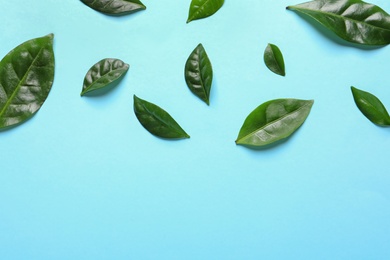 Photo of Fresh green coffee leaves on light blue background, top view with space for text