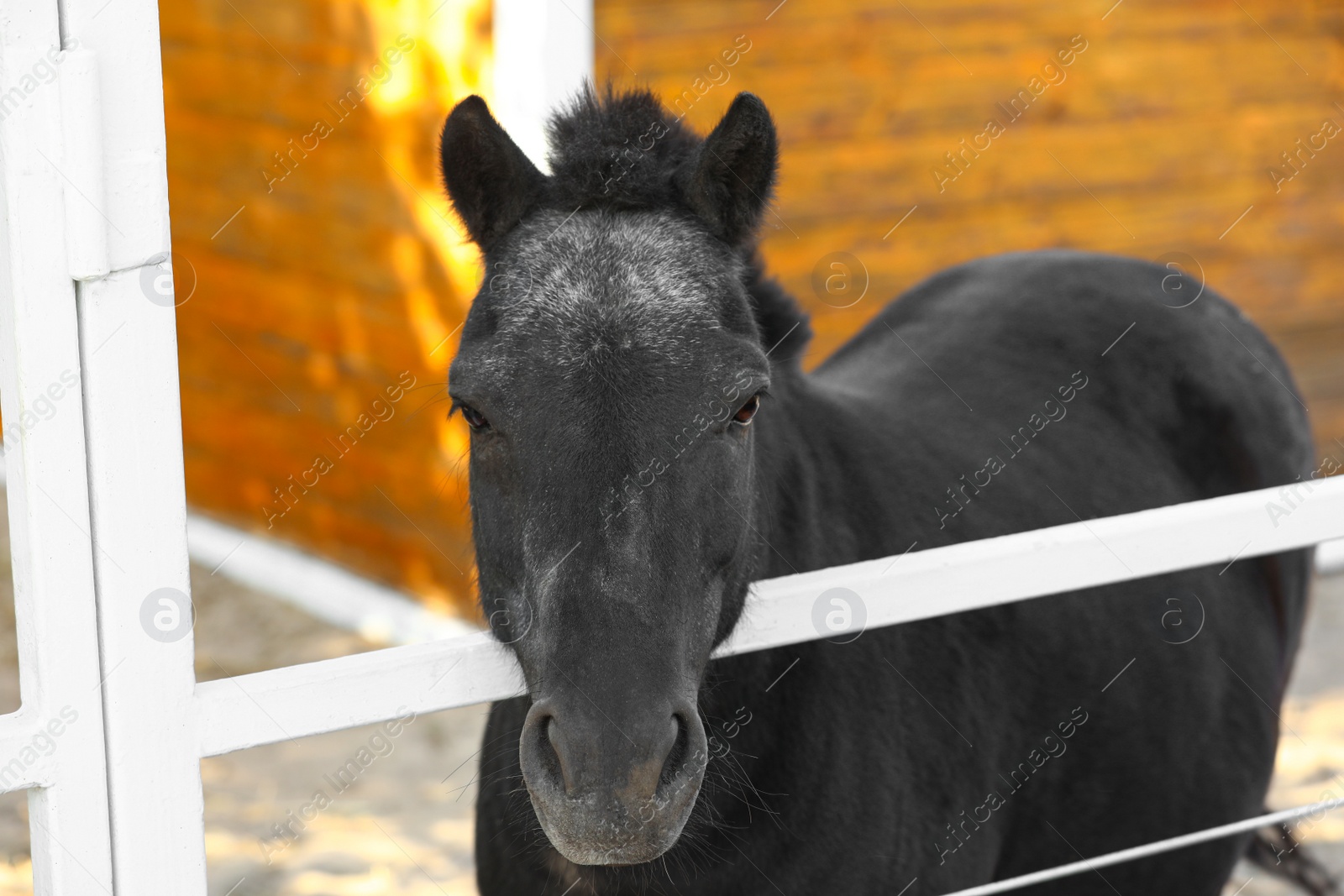 Photo of Black horse at white fence on sunny day