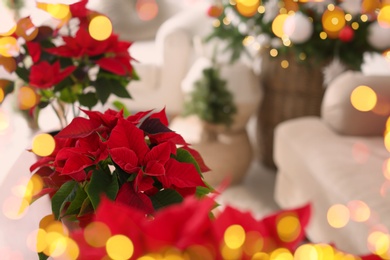 Image of Traditional Christmas poinsettia flowers in room. Bokeh effect on foreground