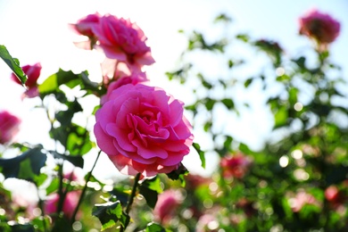 Green bush with beautiful roses in blooming garden on sunny day