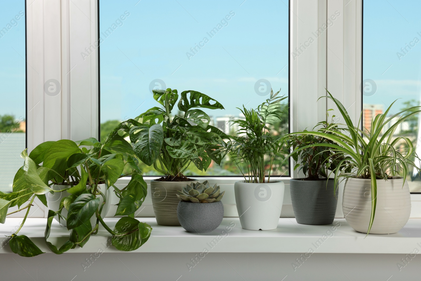 Photo of Different beautiful potted houseplants on window sill indoors