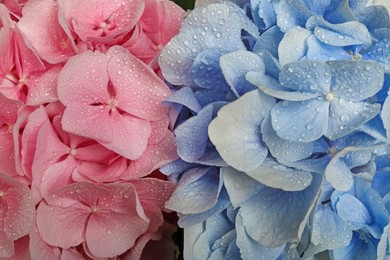 Photo of Beautiful pink and light blue hortensia flowers with water drops as background, closeup