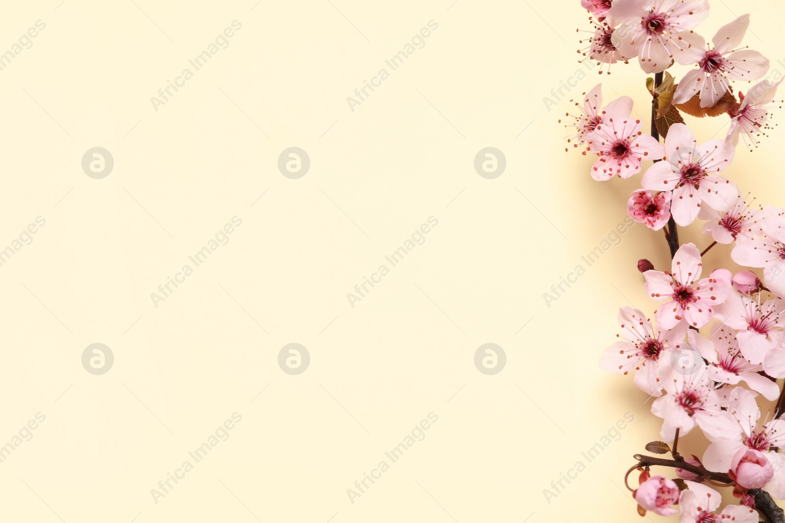 Photo of Blossoming spring tree branch as border on beige background, flat lay. Space for text