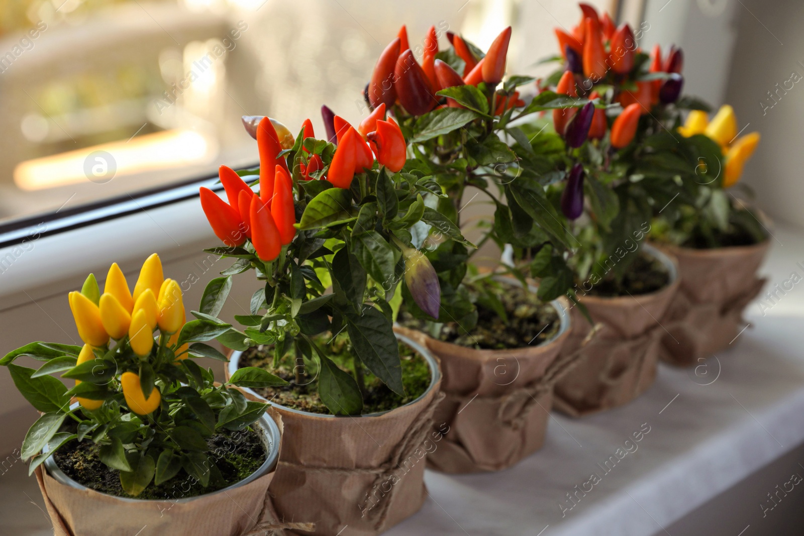 Photo of Capsicum Annuum plants. Many potted multicolor Chili Peppers on windowsill indoors, space for text