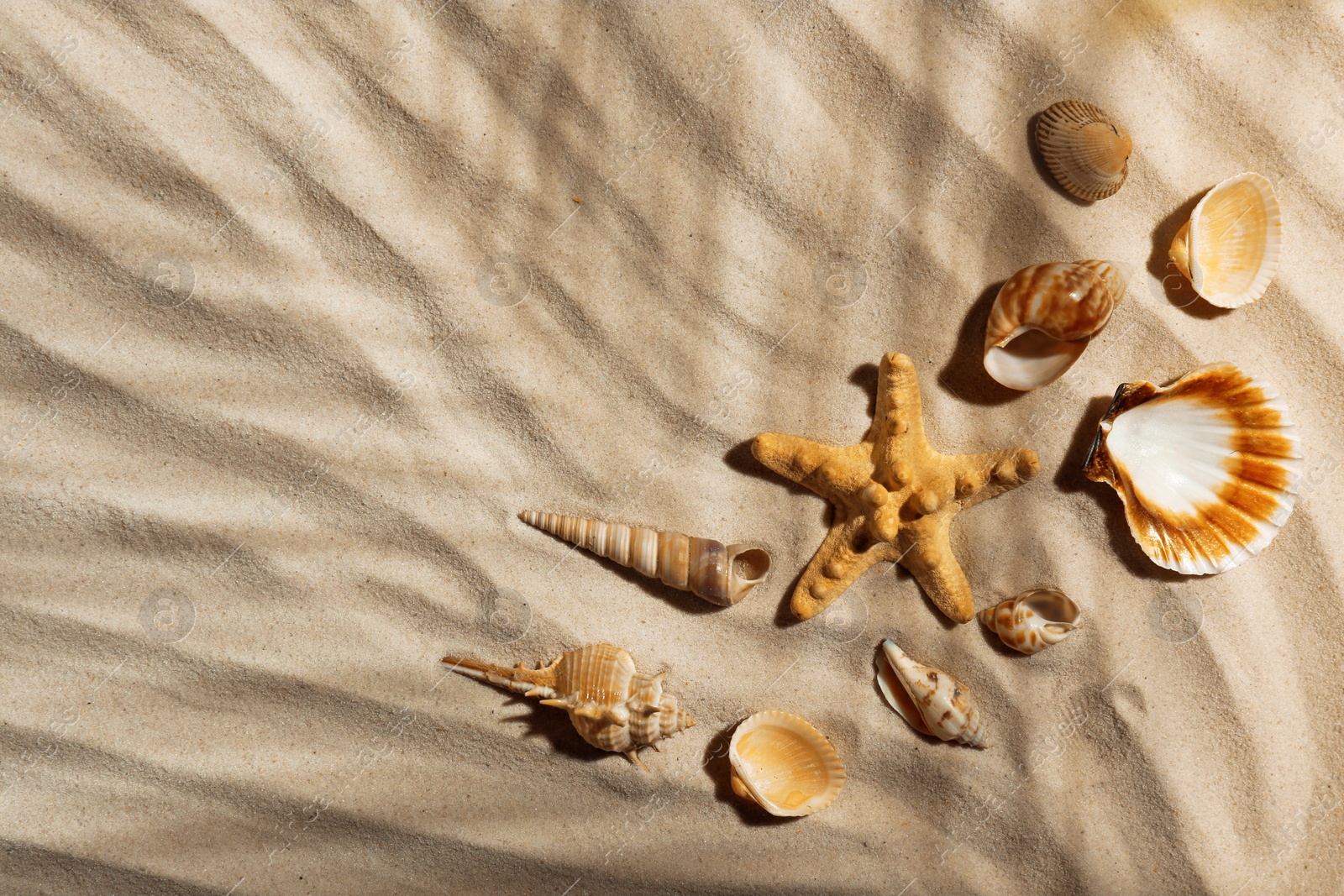 Photo of Starfish and seashells on beach sand, top view. Space for text