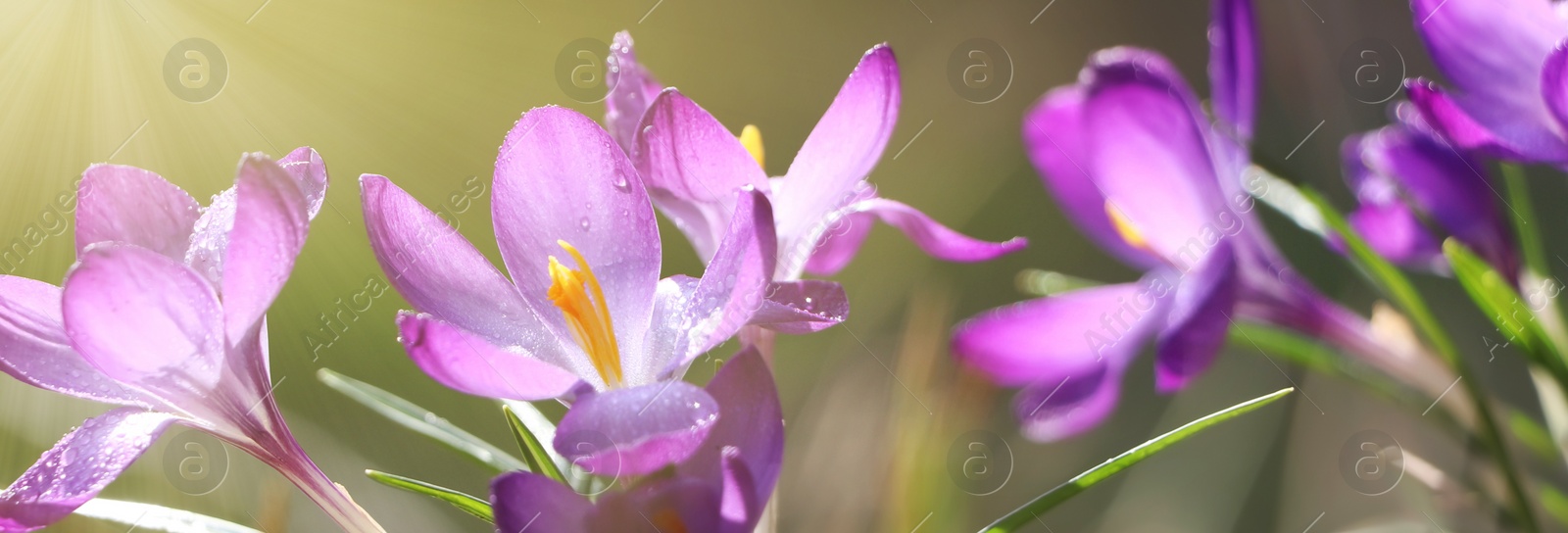 Image of Beautiful purple crocus flowers growing outdoors, closeup view. Banner design  