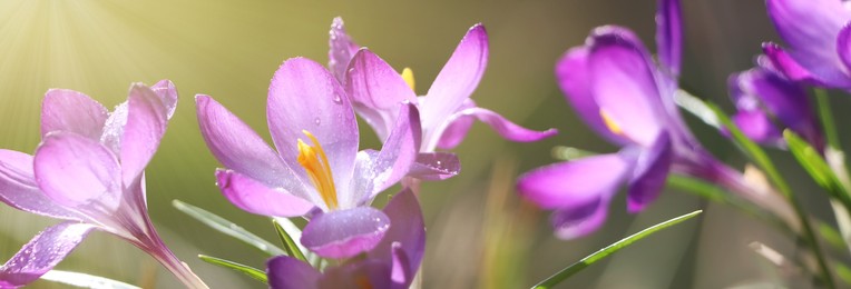 Image of Beautiful purple crocus flowers growing outdoors, closeup view. Banner design  