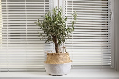 Photo of Beautiful young potted olive tree on windowsill. Interior element