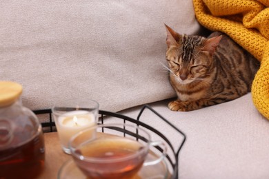 Photo of Cute Bengal cat lying near tray with tea on sofa at home. Adorable pet