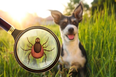 Image of Cute dog outdoors and illustration of magnifying glass with tick, selective focus
