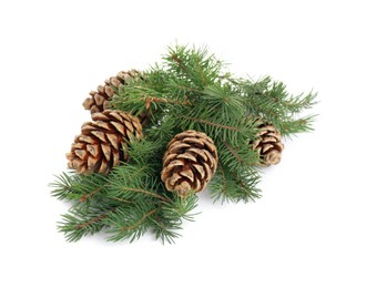 Photo of Beautiful fir branches with dry cones on white background