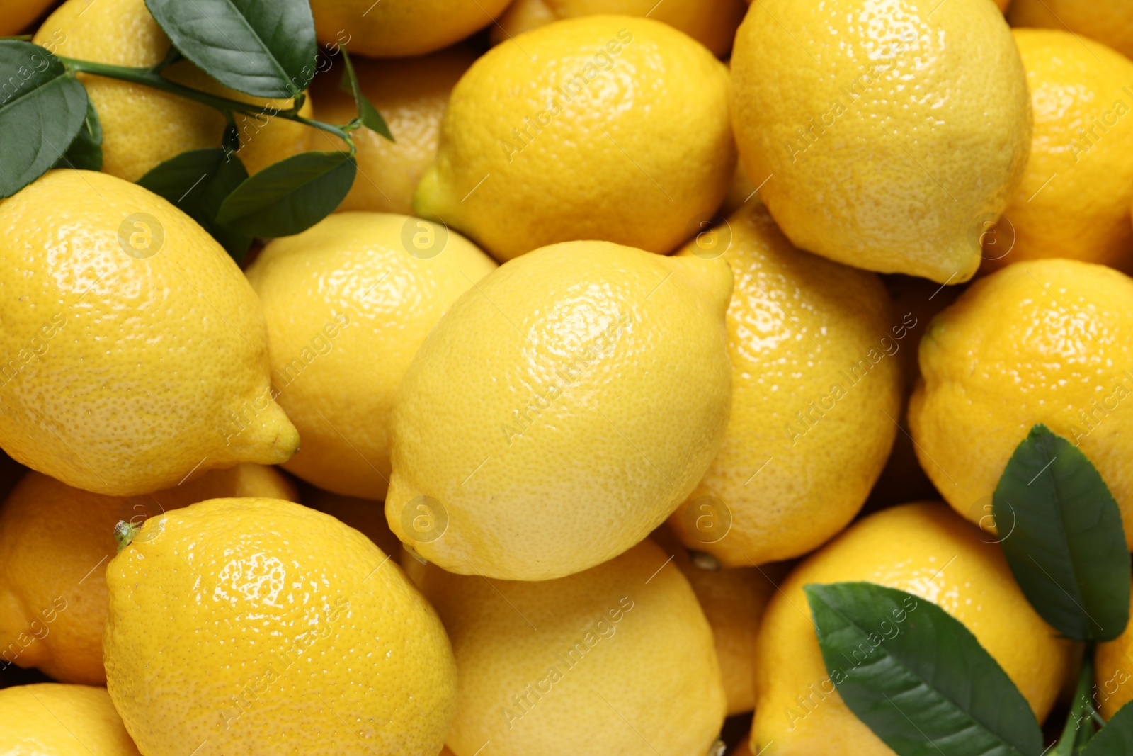 Photo of Fresh lemons and green leaves as background, top view