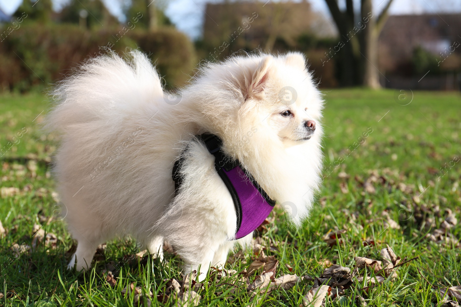 Photo of Cute fluffy Pomeranian dog on green grass outdoors. Lovely pet