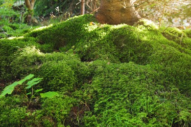 Photo of Green moss growing near tree in forest