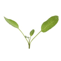 Photo of Aromatic green sage sprig isolated on white. Fresh herb