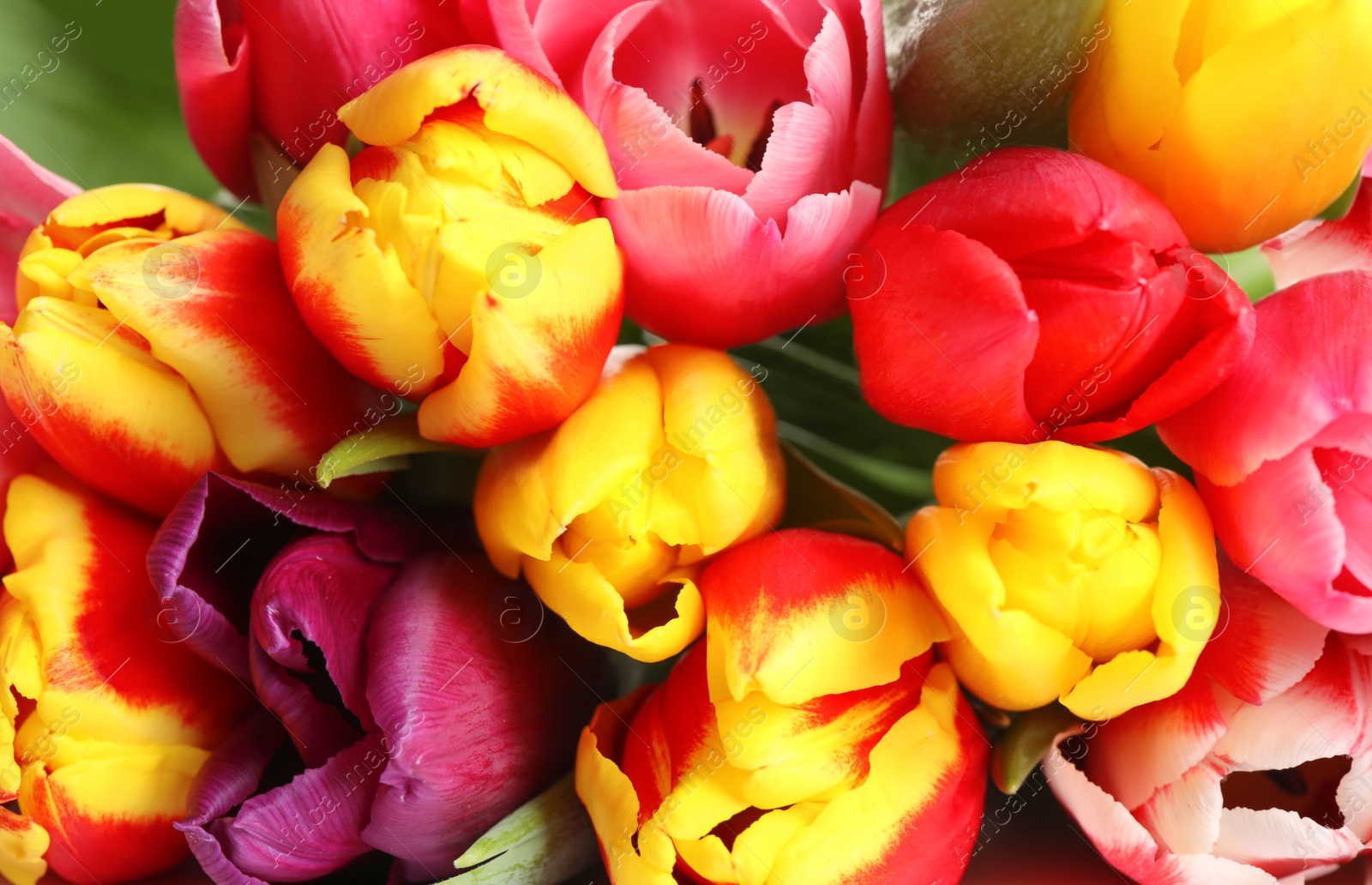 Photo of Closeup view of beautiful bright spring tulips