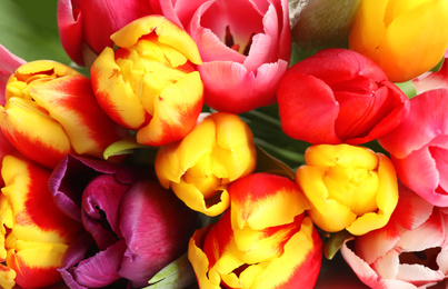 Closeup view of beautiful bright spring tulips