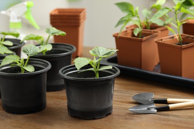Photo of Seedlings growing in plastic containers with soil and gardening tools on wooden table, closeup