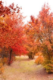 Beautiful view of park with trees on autumn day