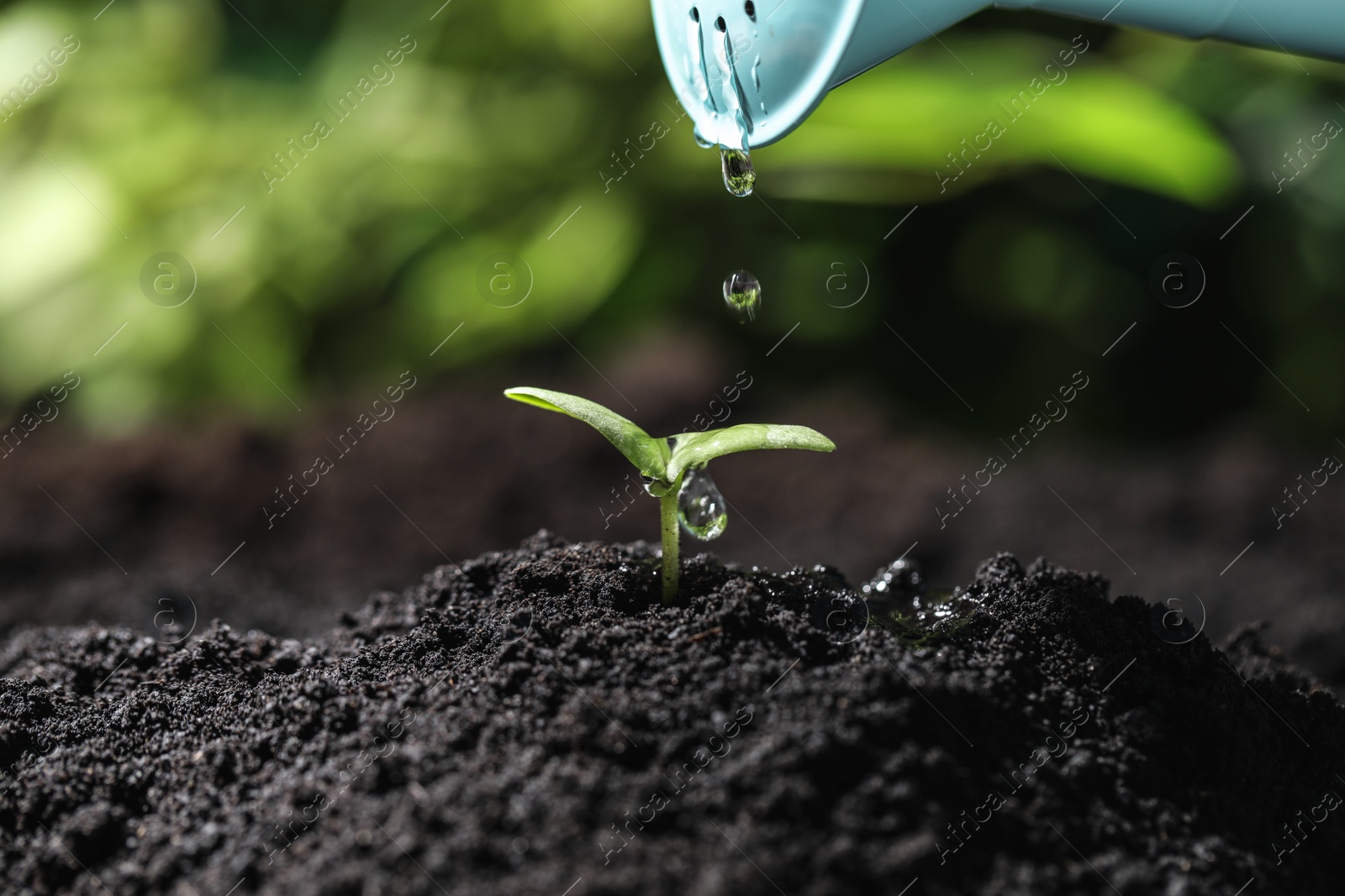 Photo of Watering young seedling in fertile soil, closeup