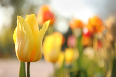 Photo of Beautiful blossoming yellow tulip outdoors on sunny spring day