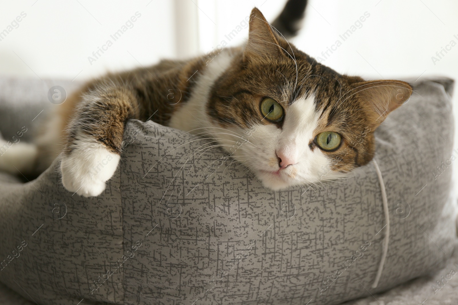 Photo of Cute cat lying on pet bed at home