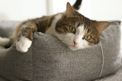 Photo of Cute cat lying on pet bed at home