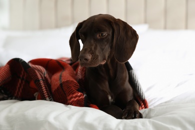 Photo of Adorable dog under plaid on bed at home