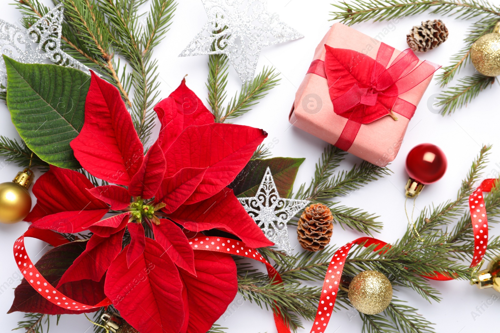 Photo of Flat lay composition with beautiful poinsettia and gift on white background. Christmas traditional flower