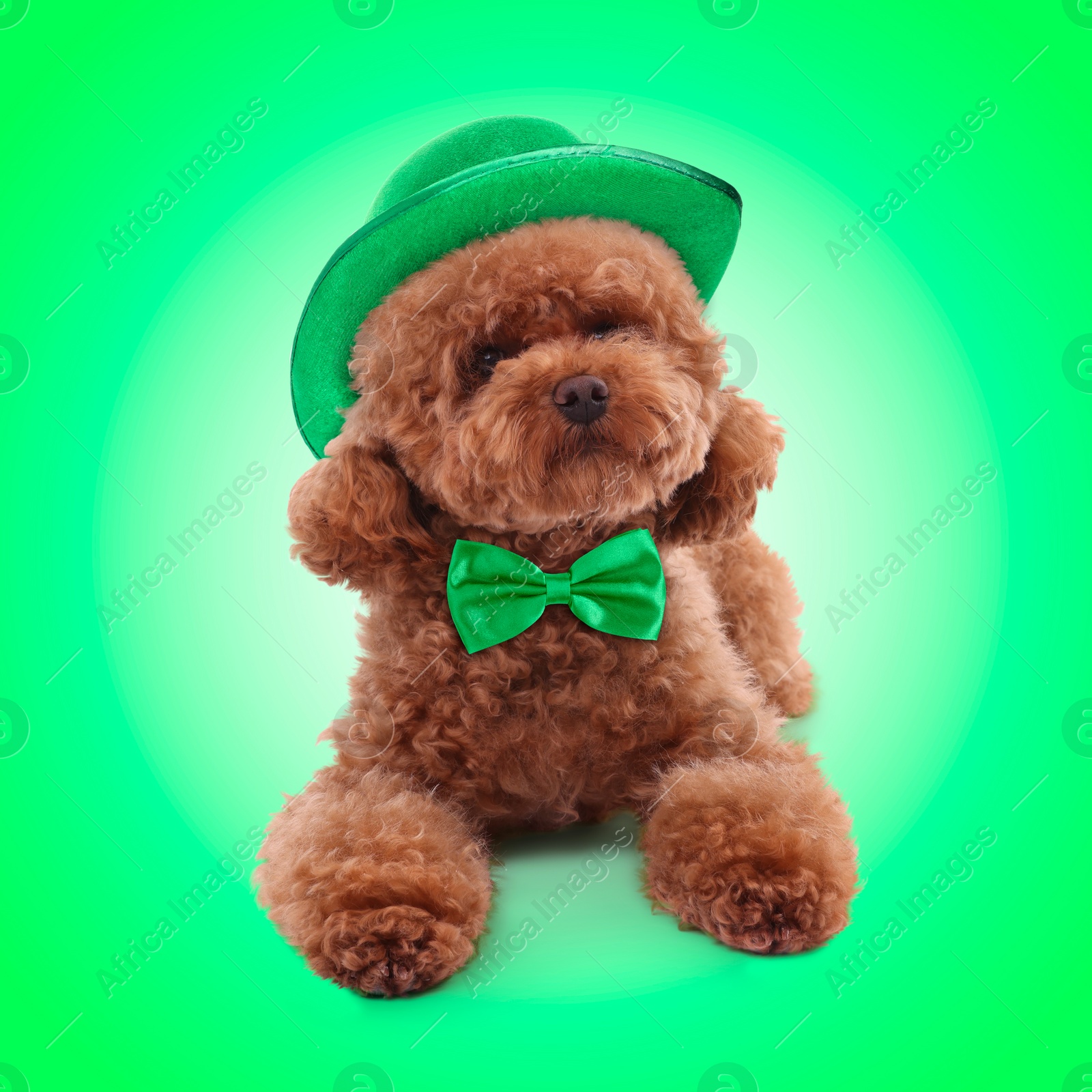 Image of St. Patrick's day celebration. Cute Maltipoo dog with leprechaun hat and bow tie on green background