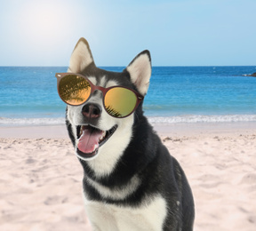 Image of Cute Husky dog with sunglasses on sunny beach