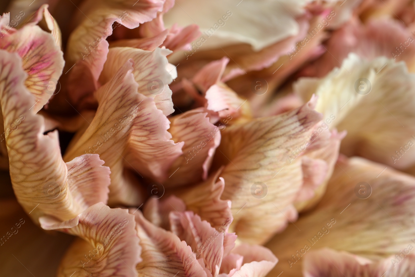 Photo of Beautiful carnation flower as background, closeup. Floral decor