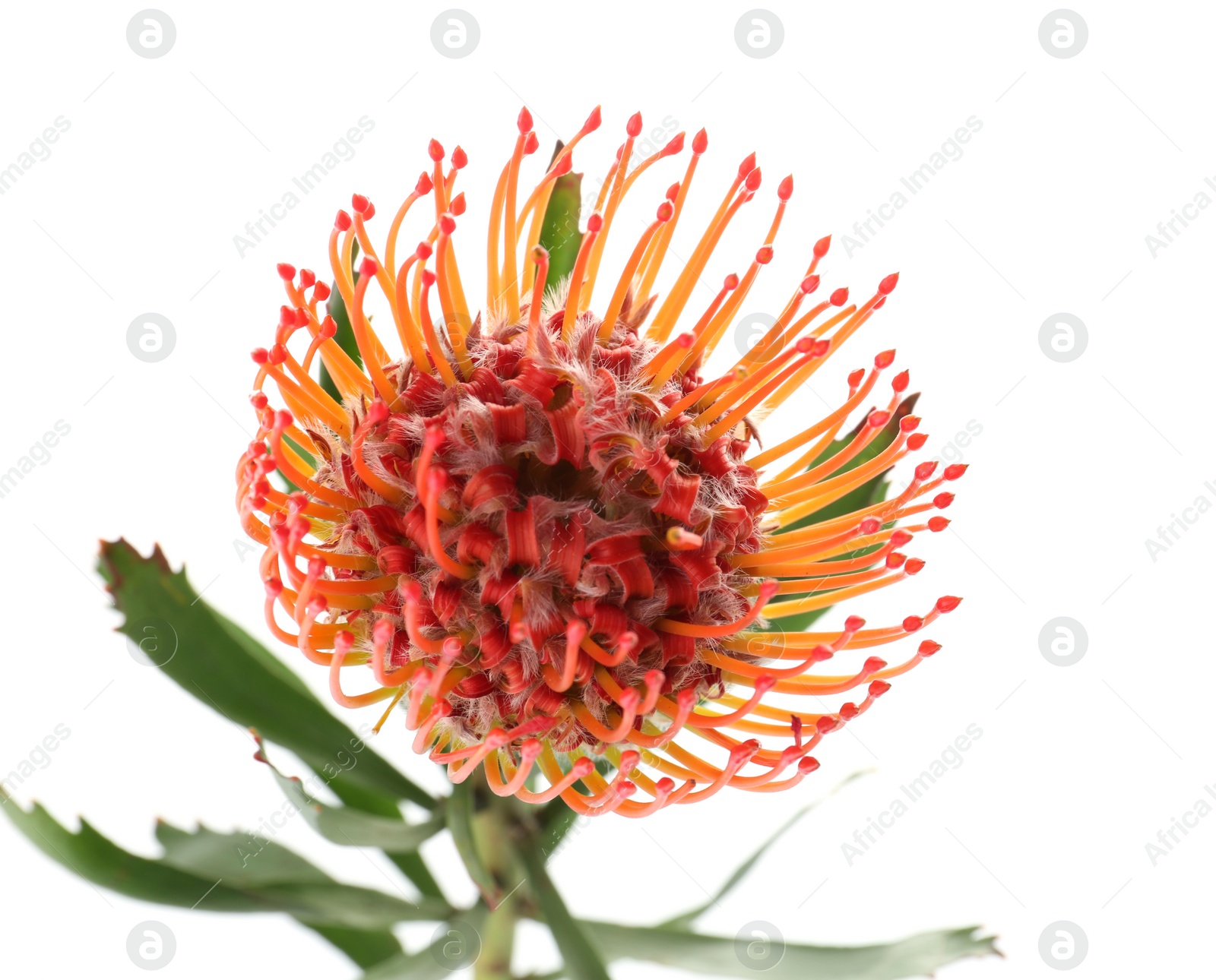 Photo of Beautiful protea flower on white background. Tropical plant