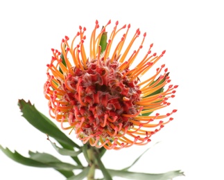 Beautiful protea flower on white background. Tropical plant