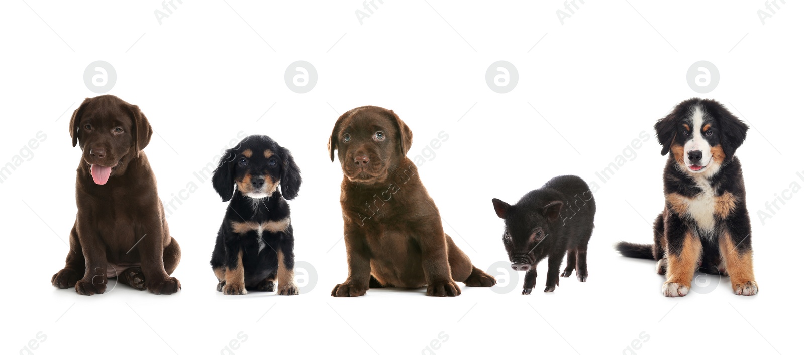 Image of Collage with different adorable baby animals on white background. Banner design 