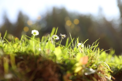 Photo of Fresh green grass and flowers against blurred background