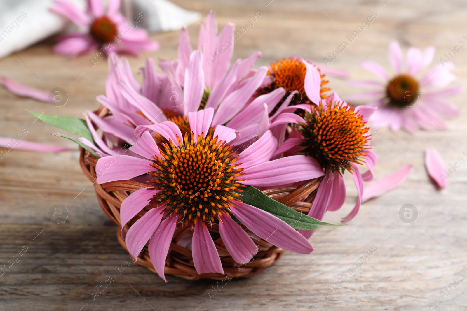 Photo of Basket with beautiful blooming echinacea flowers on wooden table, closeup