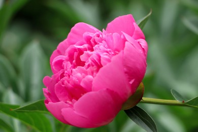 Beautiful pink peony growing in garden, closeup