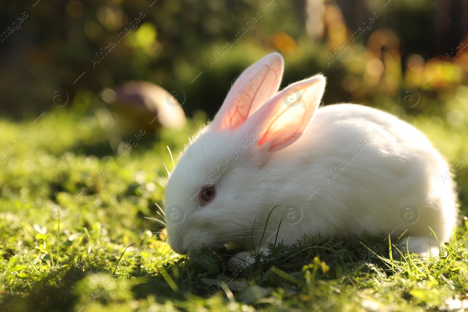 Photo of Cute white rabbit on green grass outdoors. Space for text