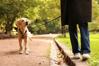 Photo of Woman with adorable Labrador Retriever puppy walking in park, closeup