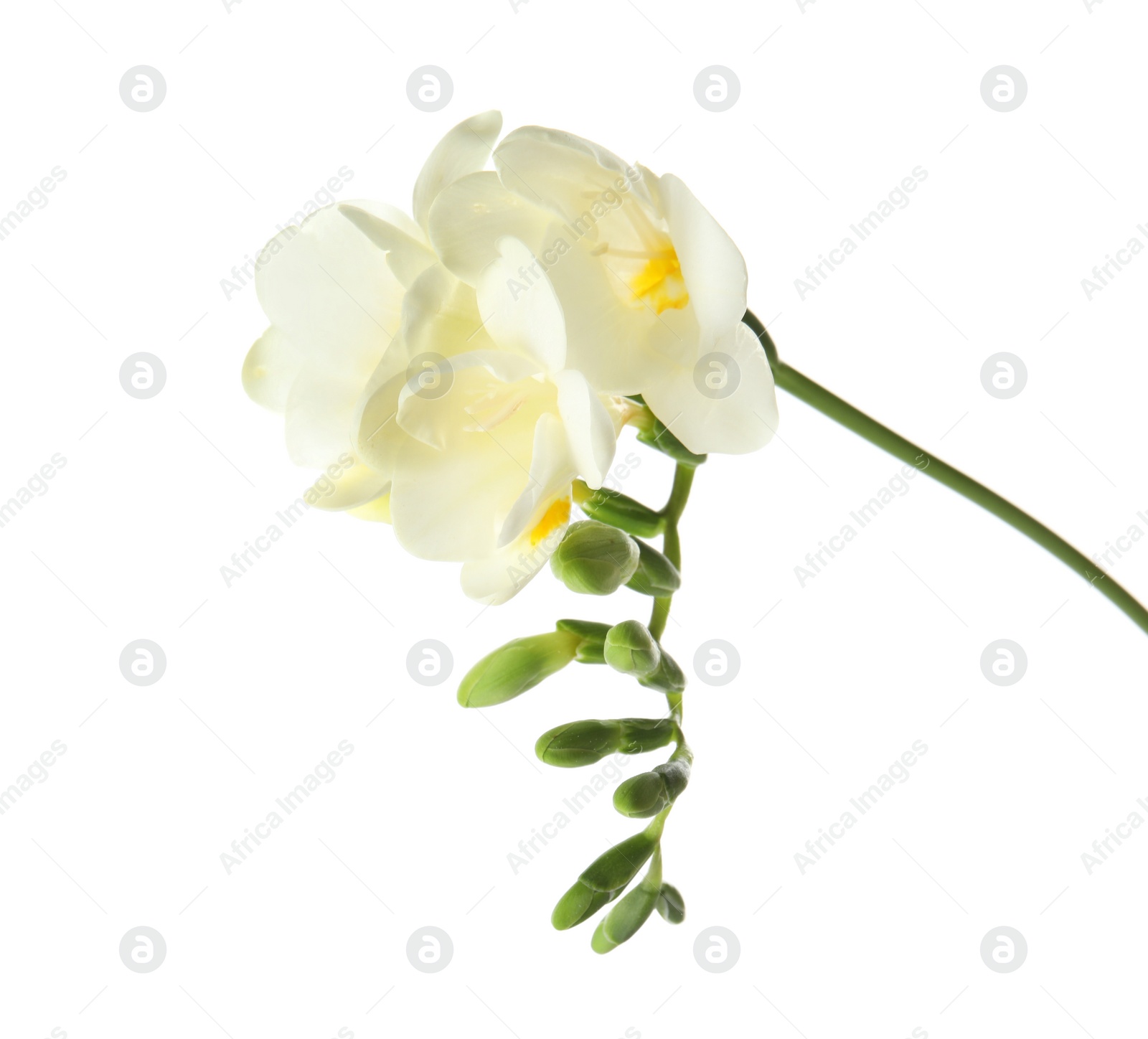 Photo of Beautiful freesia with fragrant flowers on white background