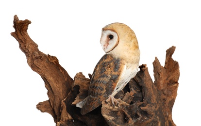 Photo of Beautiful common barn owl on tree against white background