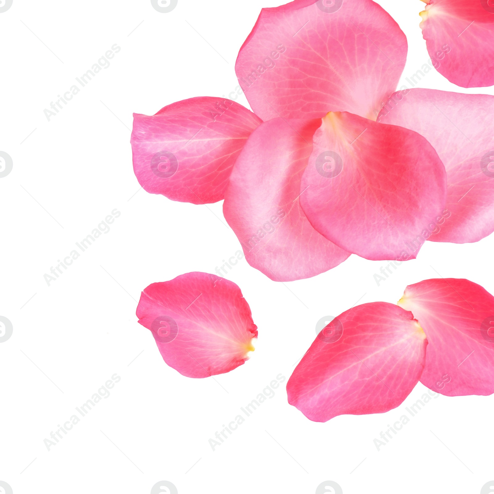 Photo of Fresh pink rose petals on white background, top view